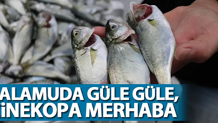 Palamuda güle güle, çinekopa merhaba