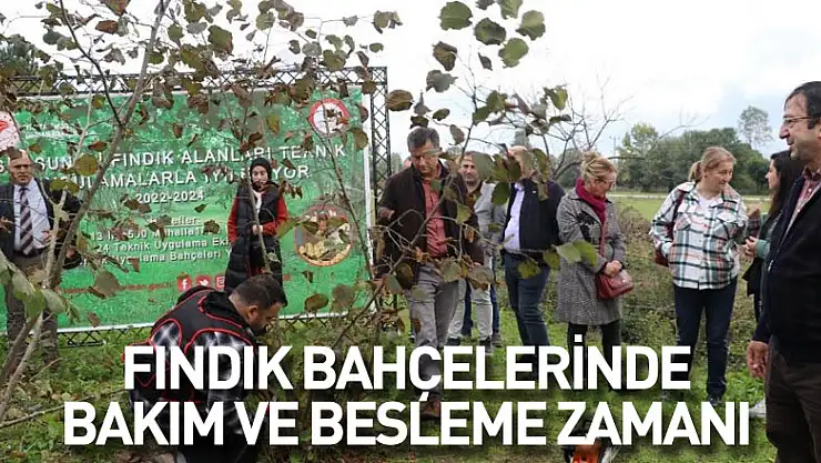 Fındık bahçelerinde bakım ve besleme zamanı