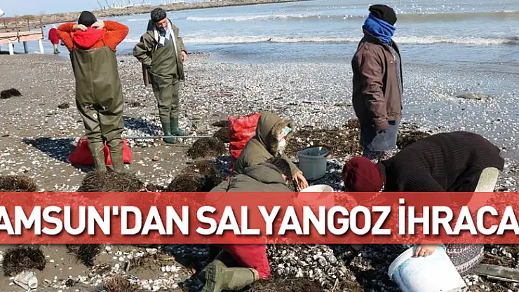 Samsun'dan salyangoz ihracatı