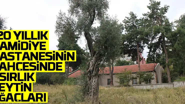 120 yıllık Hamidiye Hastanesinin bahçesinde asırlık zeytin ağaçları