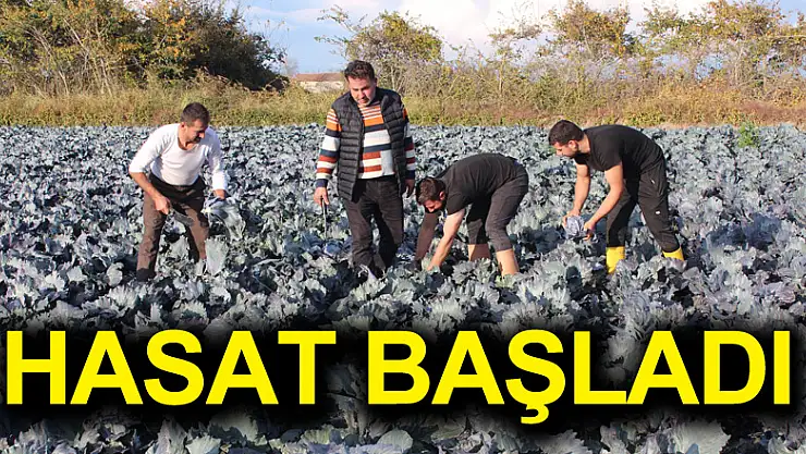 Bafra Ovası'nda kırmızı lahana hasadı başladı