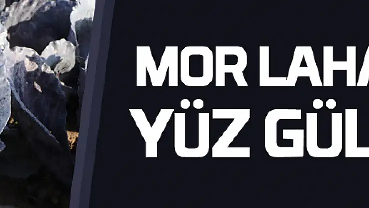 Bafra Ovası'nda mor lahana hasadı yüz güldürüyor