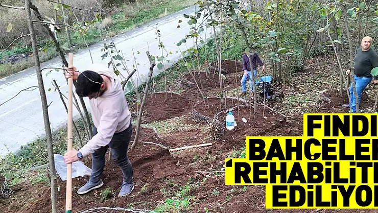 Fındık bahçeleri 'rehabilite' ediliyor