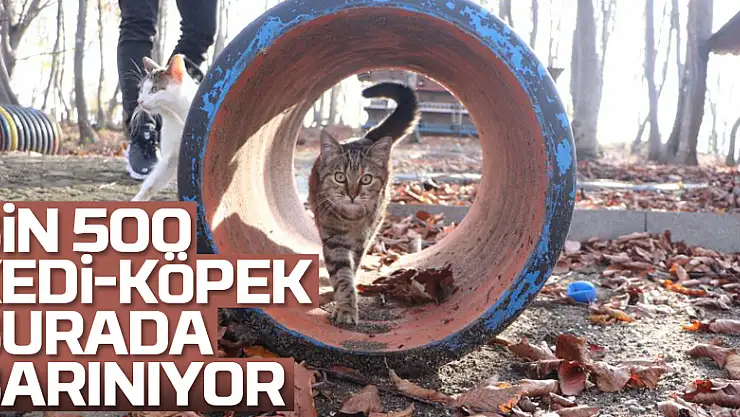 Bin 500 kedi-köpek burada barınıyor