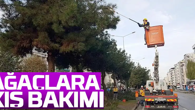 Samsun'da ağaçlara kış bakımı