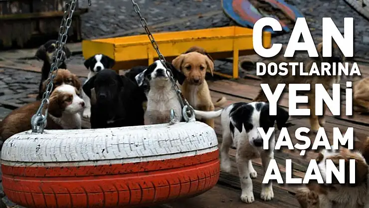 Samsun'da can dostlarına yeni yaşam alanı