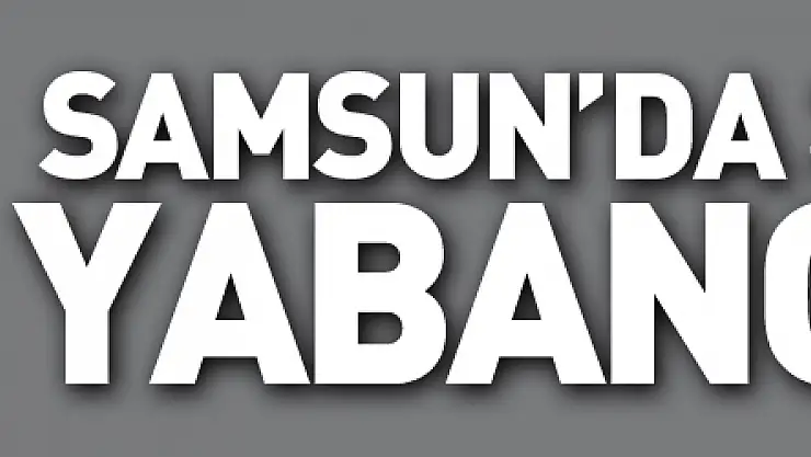 Samsun'da 39 bin 912 yabancı var