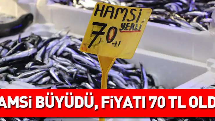 Hamsi büyüdü, fiyatı 70 TL oldu