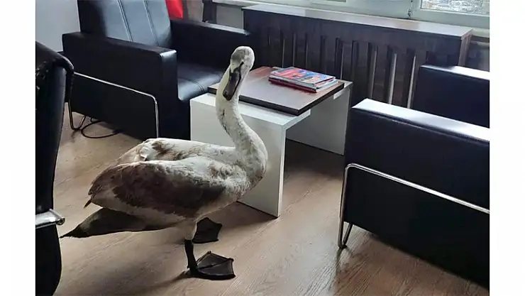 Yorgun düşen kuğunun imdadına polis yetişti