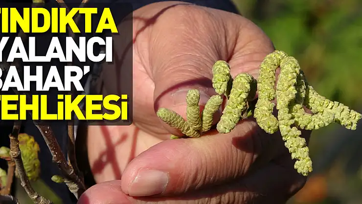 Fındıkta 'yalancı bahar' tehlikesi