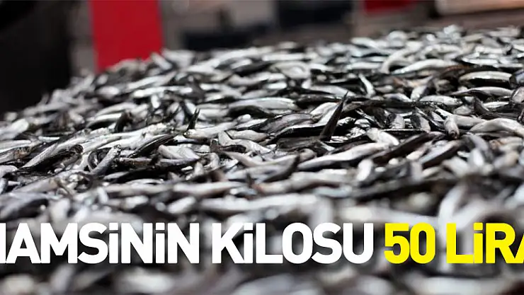 HAMSİNİN KİLOSU 50 LİRA