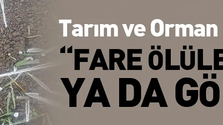 Tarım ve Orman İl Müdürü Sağlam: 'Fare ölüleri yakılmalı ya da gömülmeli'