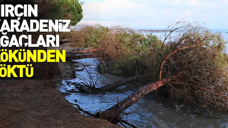 Samsun'da kıyı erozyonu: Hırçın Karadeniz ağaçları kökünden söktü
