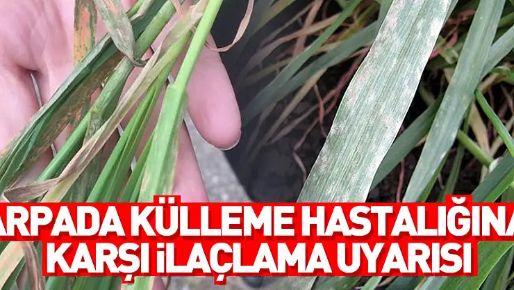 Arpada külleme hastalığına karşı ilaçlama uyarısı  