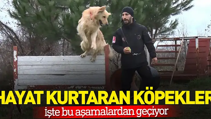 Hayat kurtaran köpekler işte bu aşamalardan geçiyor