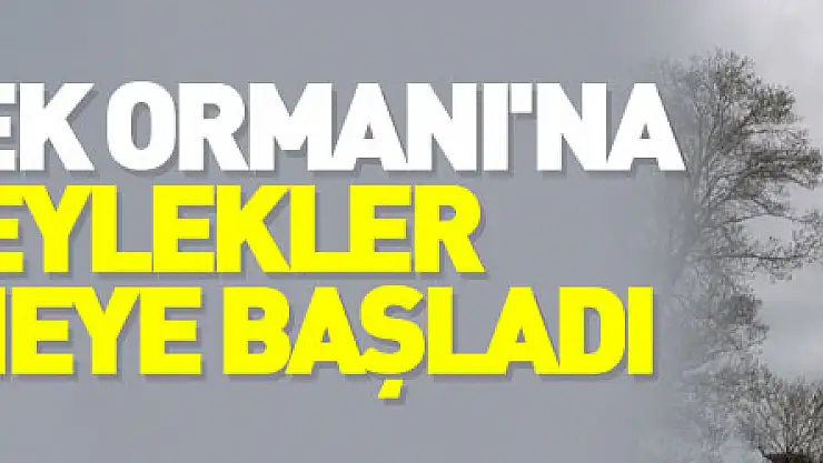Leylek Ormanı'na leylekler gelmeye başladı