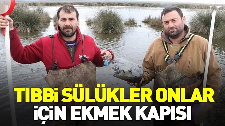 Tıbbi sülükler onlar için ekmek kapısı oluyor