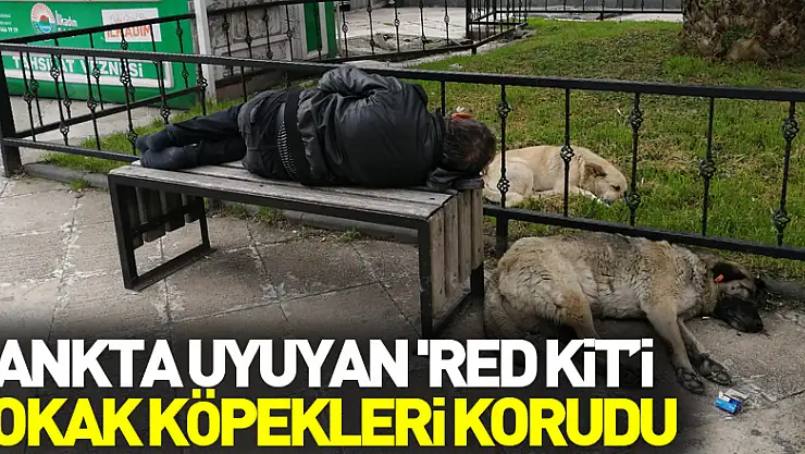 Bankta uyuyan 'Red Kit'i yanına yatan sokak köpekleri korudu