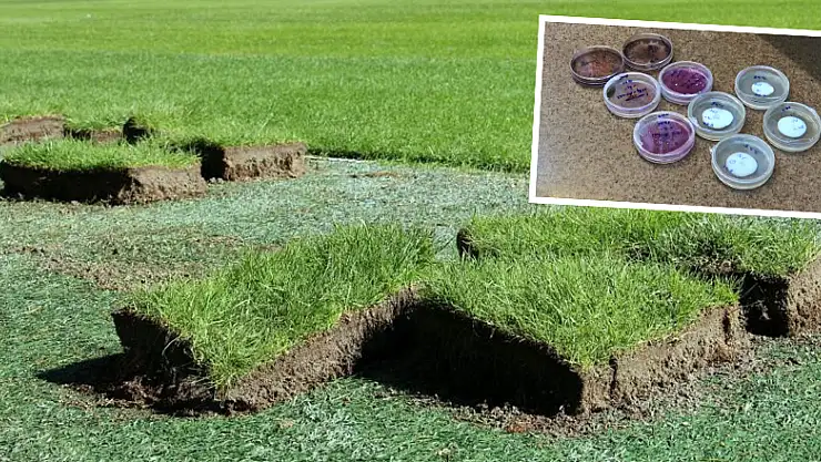 Saha çimleri dirençli hale gelecek