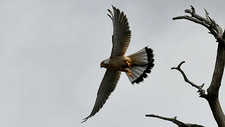 Karların eriyip çiçeklerin açtığı Sarıkamış göçmen kuşları ağırlamaya başladı