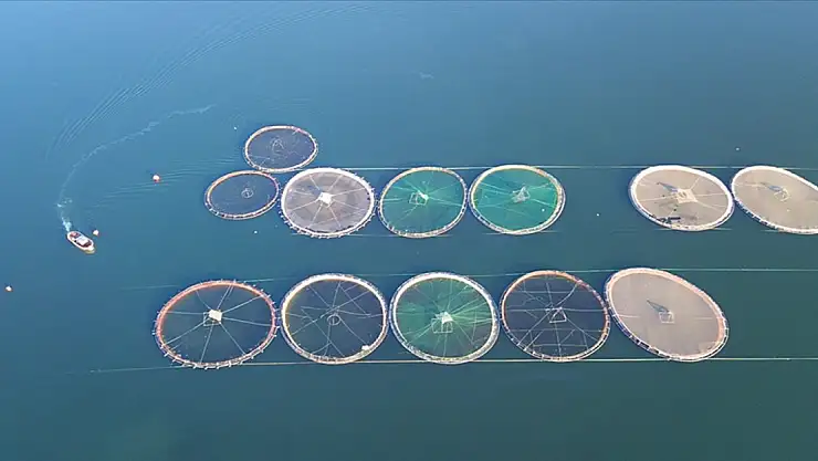 Türk somonu ihracatında hedef ülke çeşitliliğini artırmak