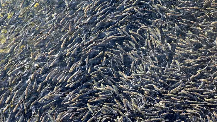 Cumhuriyetin 100. yılında 100 milyon yavru balık kaynaklara bırakılacak