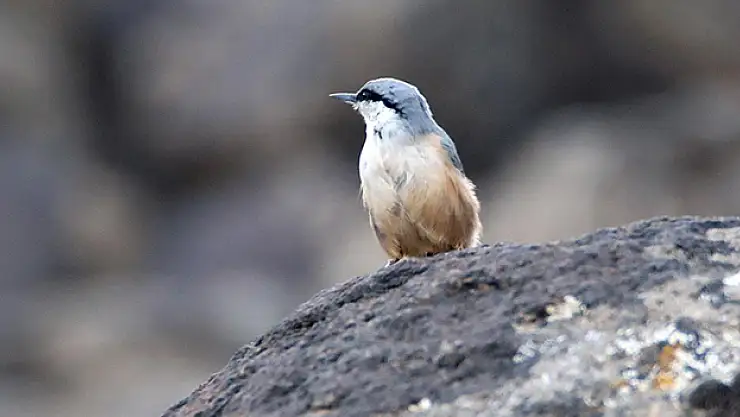 Ağrı Dağı'nda yaşayan kaya sıvacı kuşu kayalıklarda görüntülendi