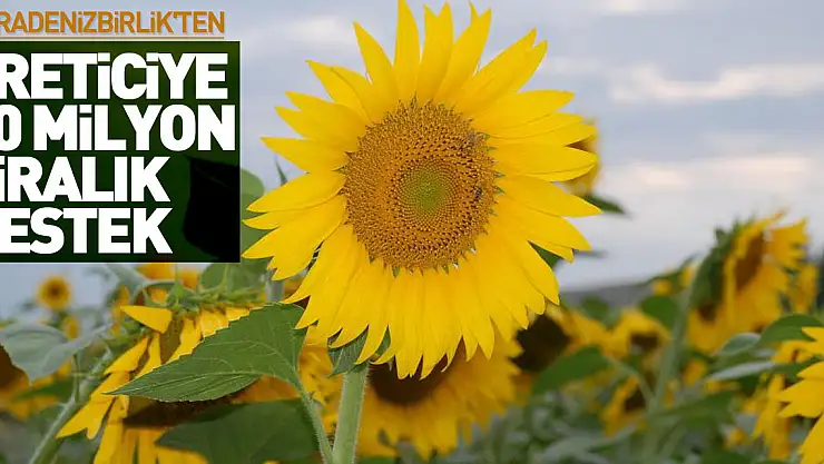 KARADENİZBİRLİK'ten üreticiye 80 milyon liralık destek