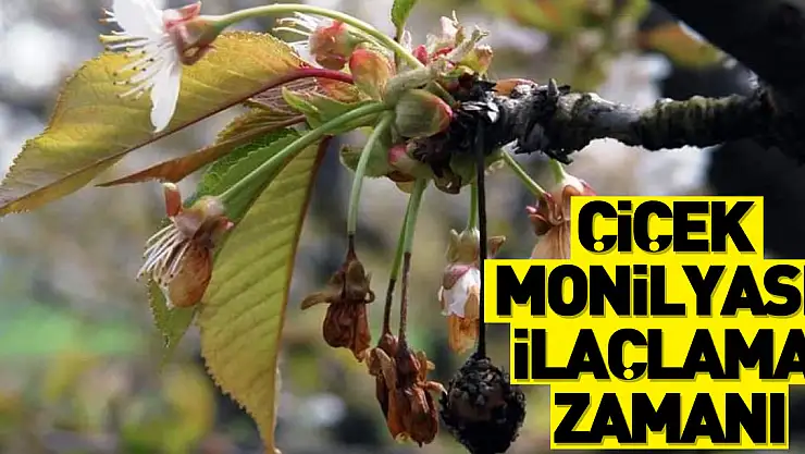 Sert çekirdekli meyve ağaçlarında 'çiçek monilyası' ilaçlama zamanı