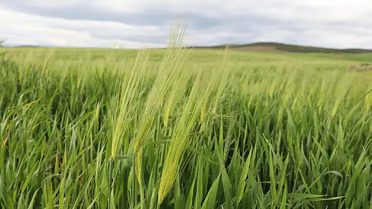 Depremzede çiftçilere son yağışlar 'can suyu' oldu