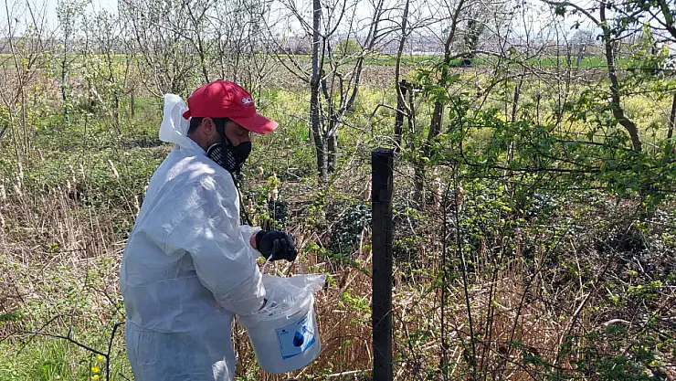 Bafra Ovası'nda sivrisinekle mücadele kapsamında ilaçlama çalışması yapılıyor