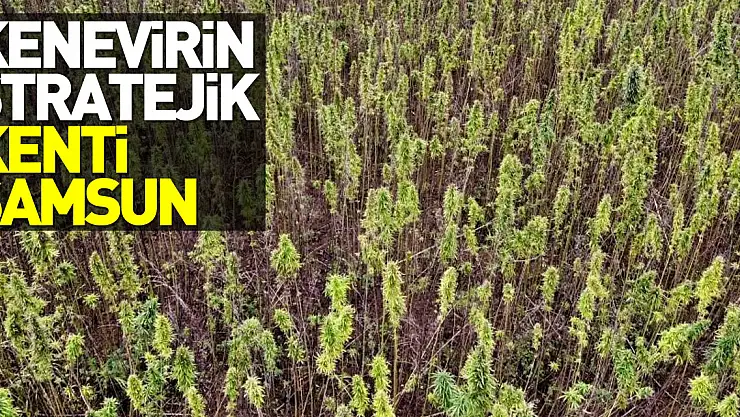 Kenevirin stratejik kenti Samsun