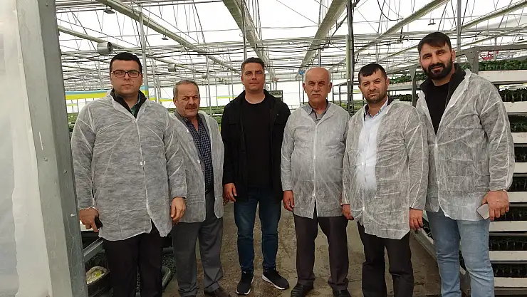 Türkiye'nin yazlık ve kışlık sebze fideleri Bafra Ovası'ndan