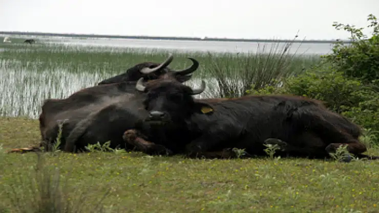 Samsun'da manda yetiştiriciliği