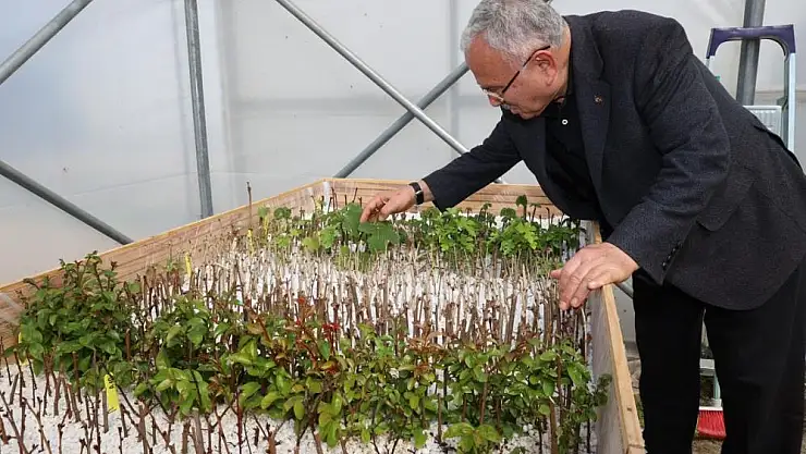 Ata tohumları Ordu'da gün yüzüne çıkıyor