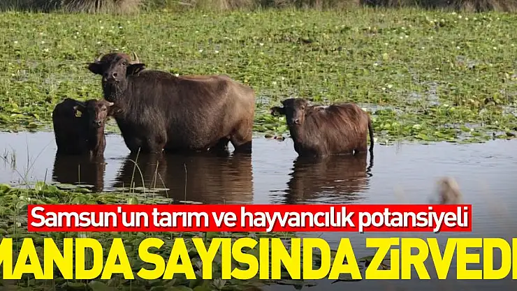 Samsun'un tarım ve hayvancılık potansiyeli