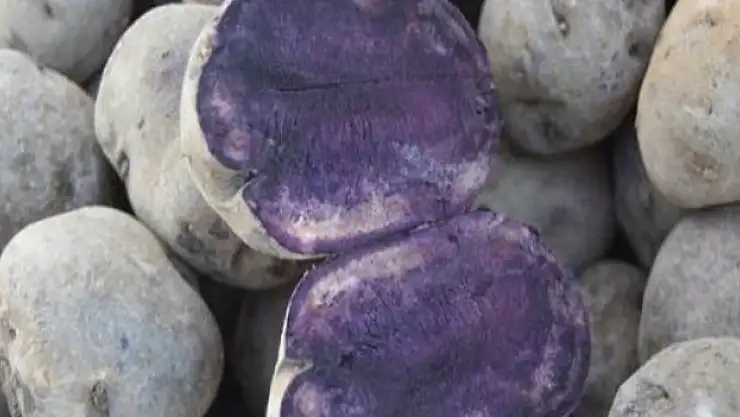 Mor patates deneme ekimi