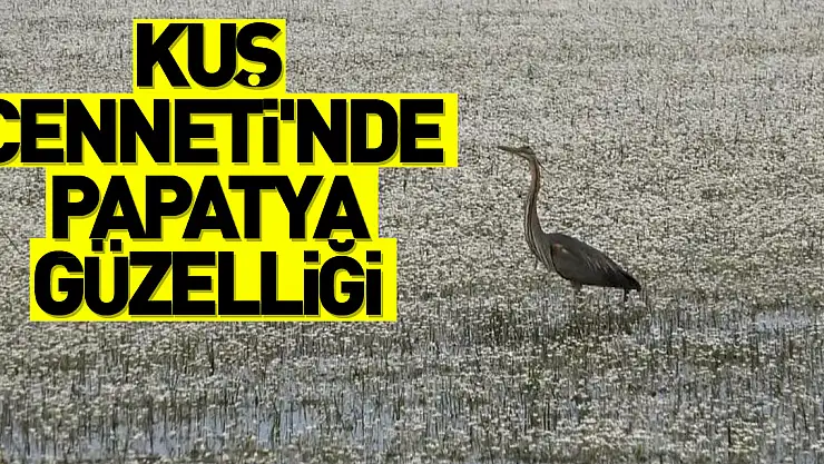 Kuş Cenneti'nde papatya güzelliği