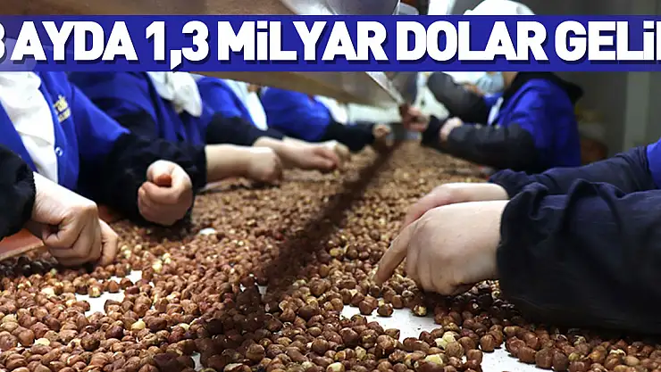 Türkiye fındık ihracatından 8 ayda 1,3 milyar doları aşkın gelir elde etti