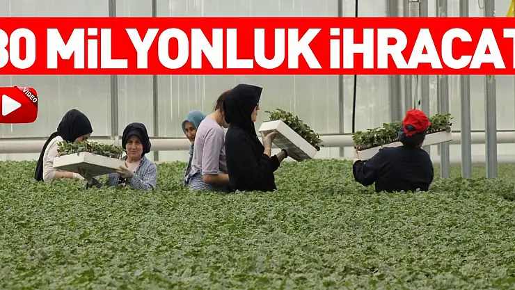 Samsun'da üretilen 30 milyona yakın meyve sebze fidesi Türkiye genelinden alıcı buluyor