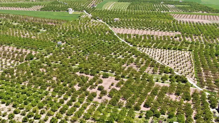 Baskil'de kayısı ağaçları boş kaldı, rekolte yüzde 80 düştü