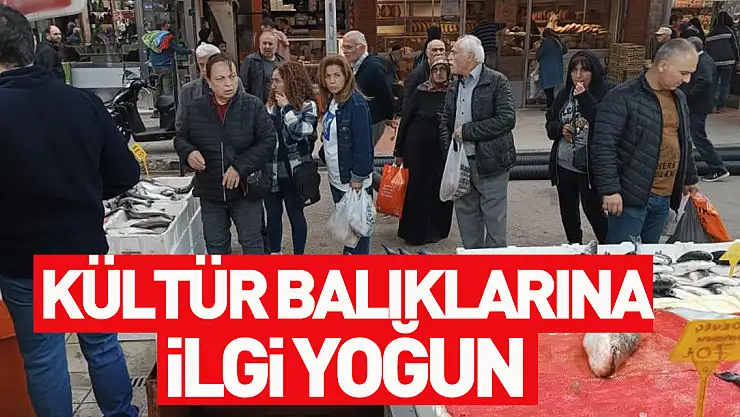 Kültür balıklarına ilgi yoğun .