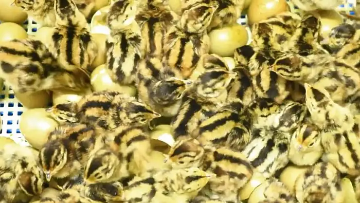 Yılın ilk sülünleri kabuğunu kırdı