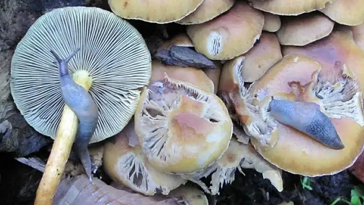 Türkiye'de mantar ölümlerinin yüzde 95 'köygöçüren' mantarından kaynaklanıyor