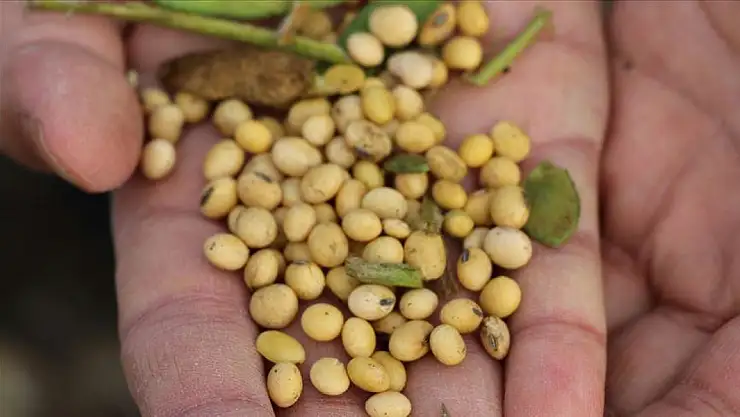 ABD-Çin ticari gerilimine soya fasulyesi de eklendi