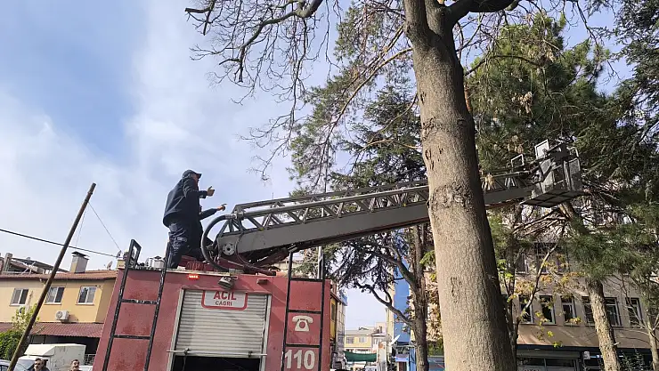 Afyonkarahisar'da ağaçta mahsur kalan kedi su fışkırtılarak kurtarıldı