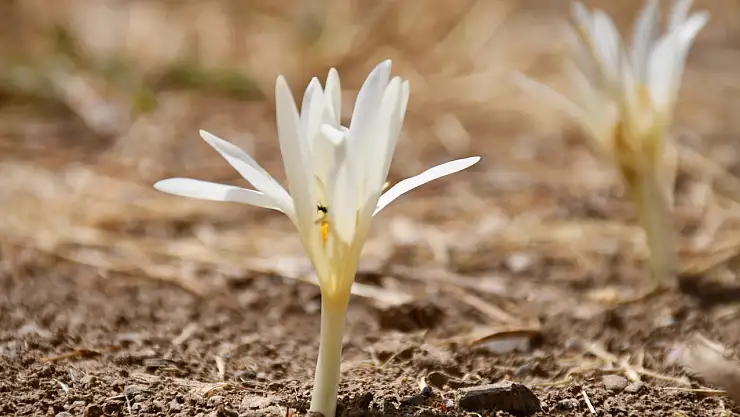 Ağustos çiçekleri açtı
