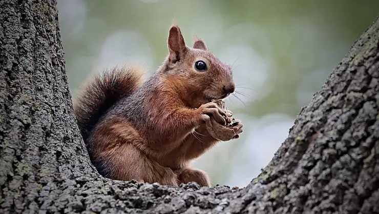 Alaçam'da Sonbaharın Renkleri Sincaplarla Buluştu