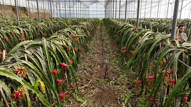 Alanya'da ejder meyvesi hasadı başladı