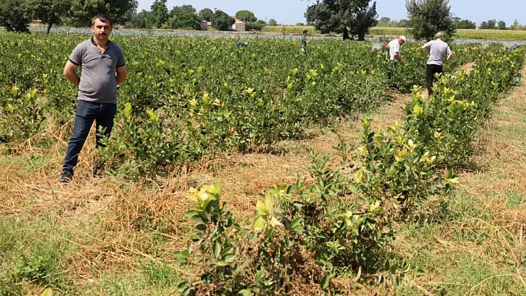 Aronya üretimi yaygınlaşıyor